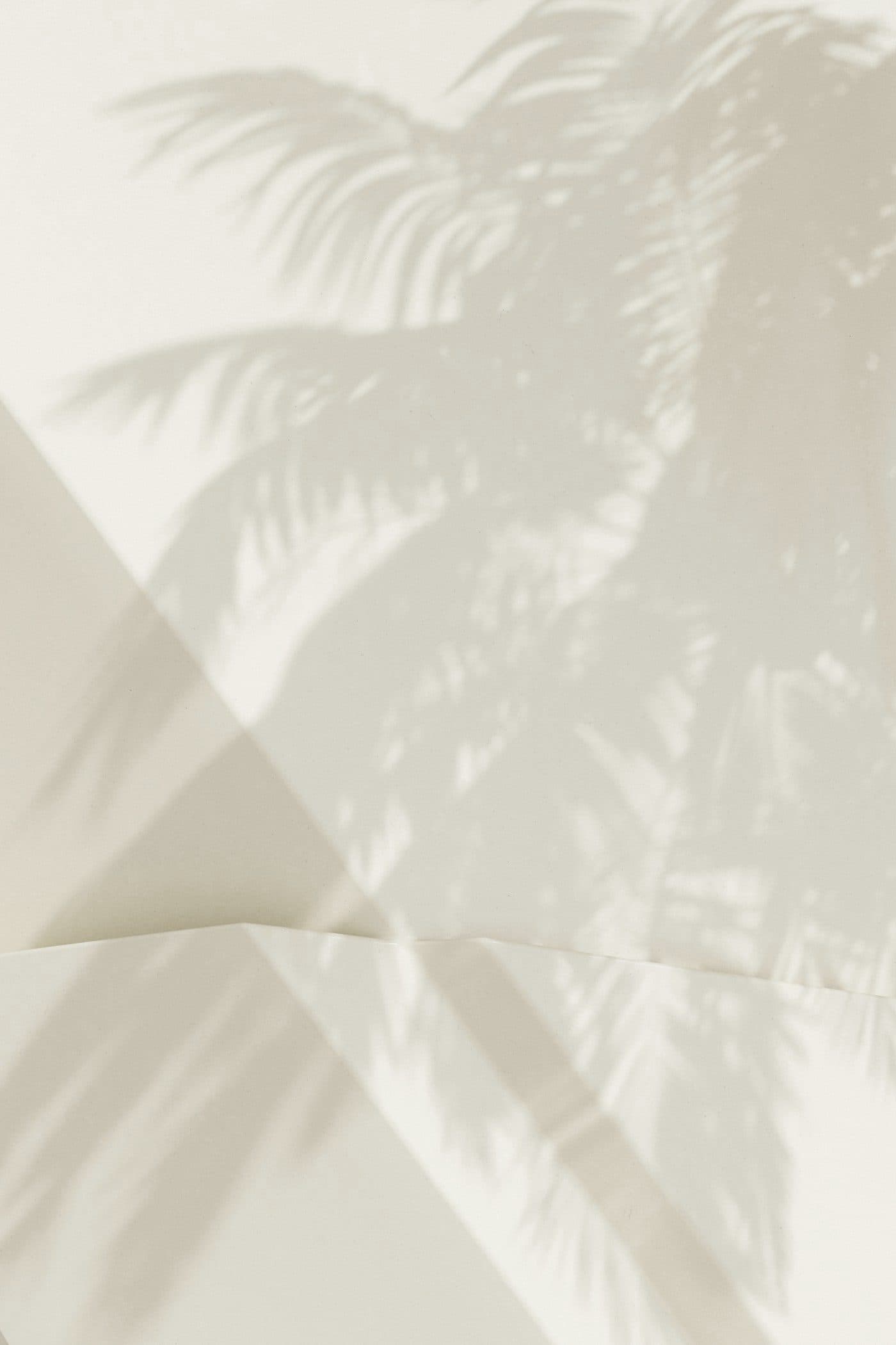The shadow of a palm tree on a sunlit wall